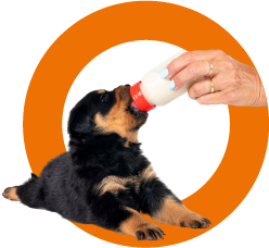 Reemplazadores lácteos veterinarios